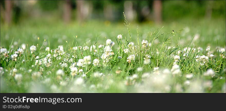 Grass and small flowers close up