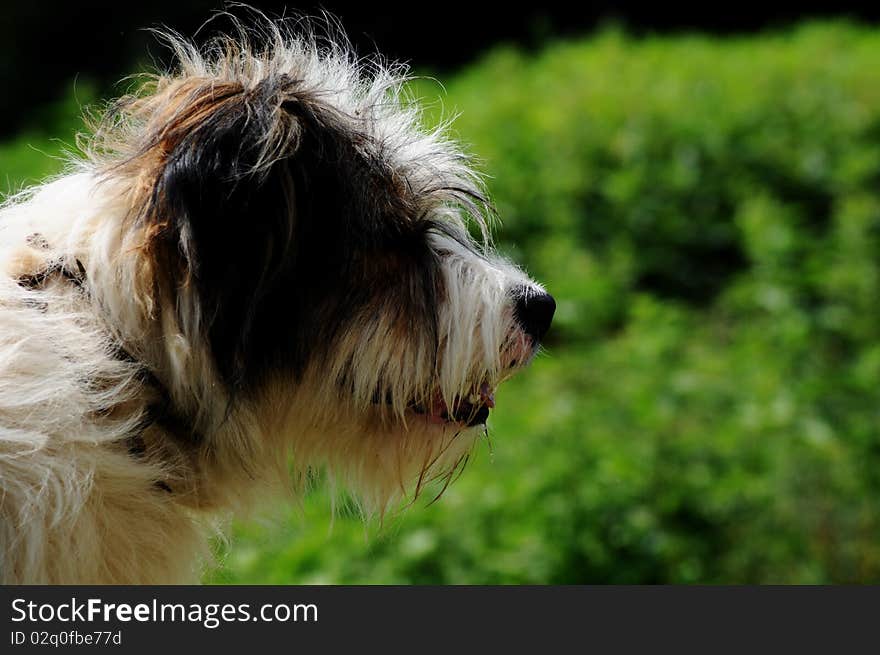 Portrait of a black and white sheep dog. Portrait of a black and white sheep dog