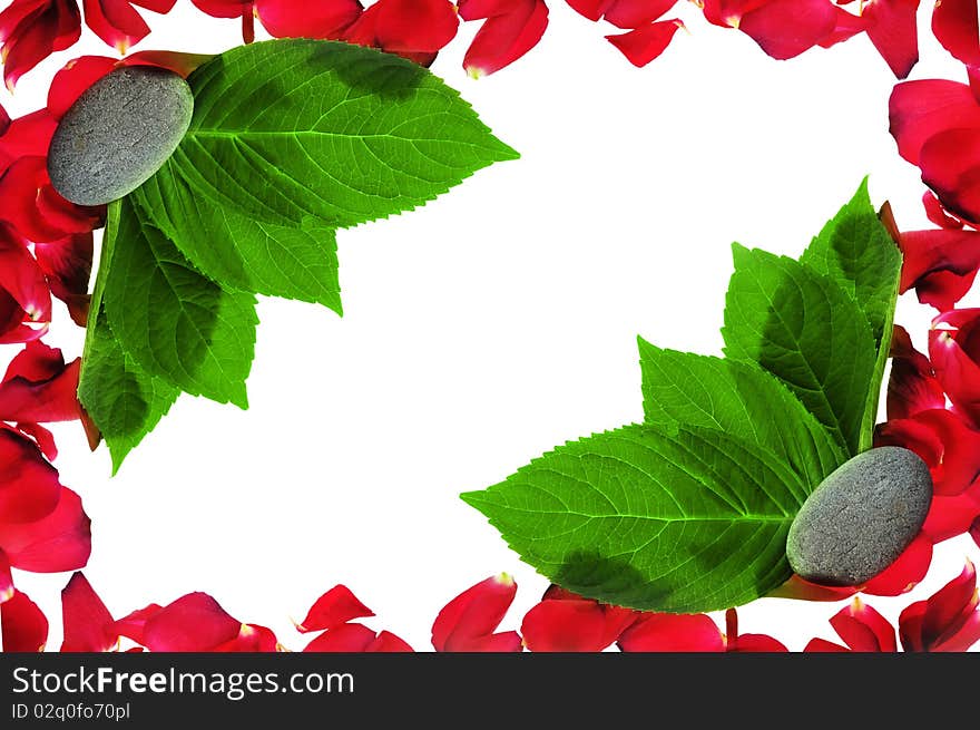 Brightly red petals on  white background