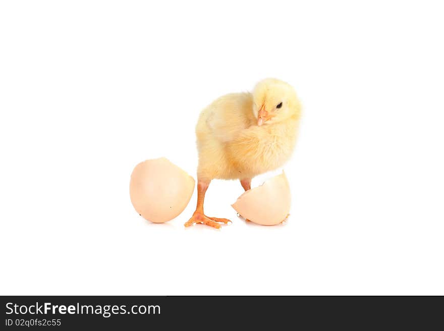 Little cute fluffy  chicken and shell of egg  isolated