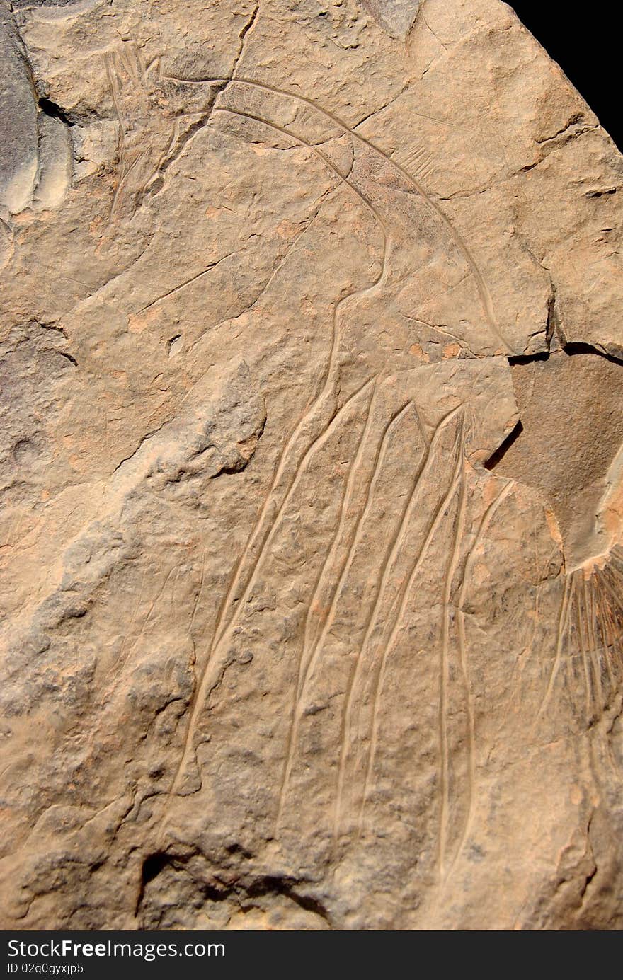 Rock Engraving, Libya