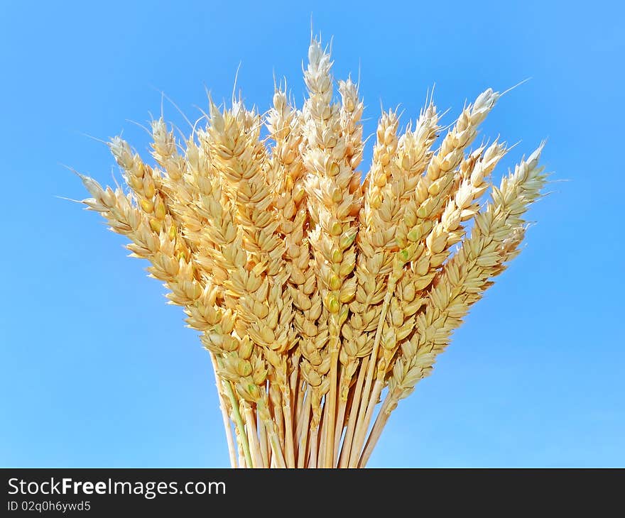 Wheat and blue sky