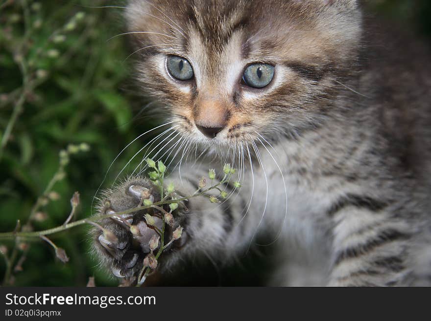 A  Playful  Kitten