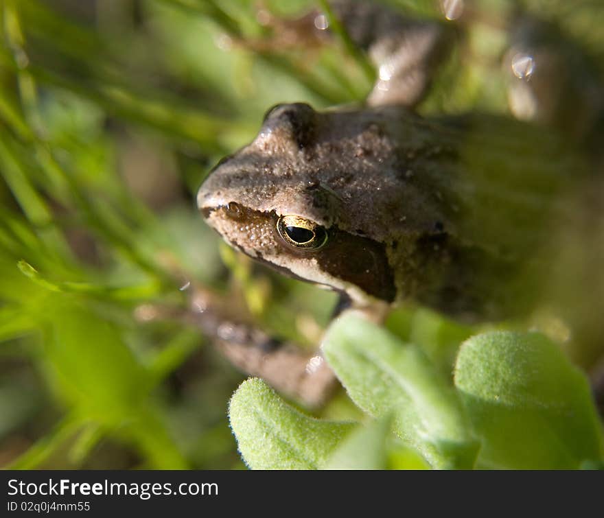 Frog in grass