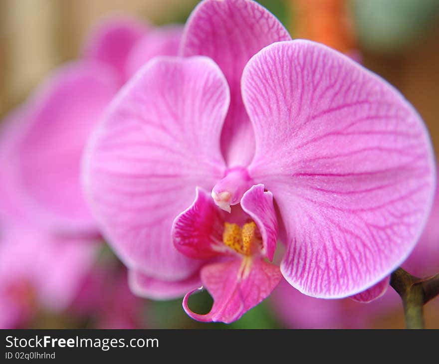 Orchid