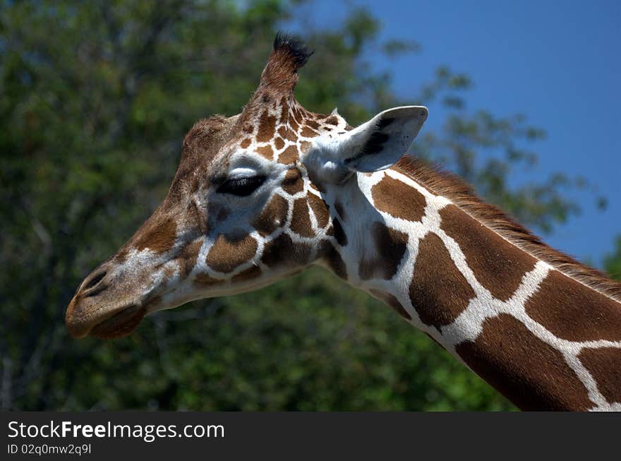 Giraffe head on clear day.