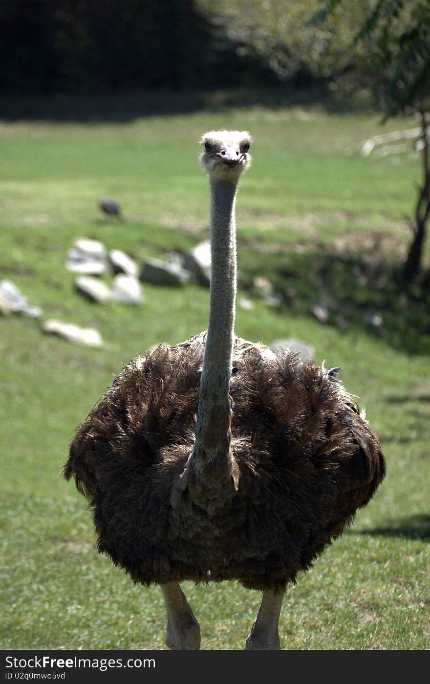 Staring Ostrich