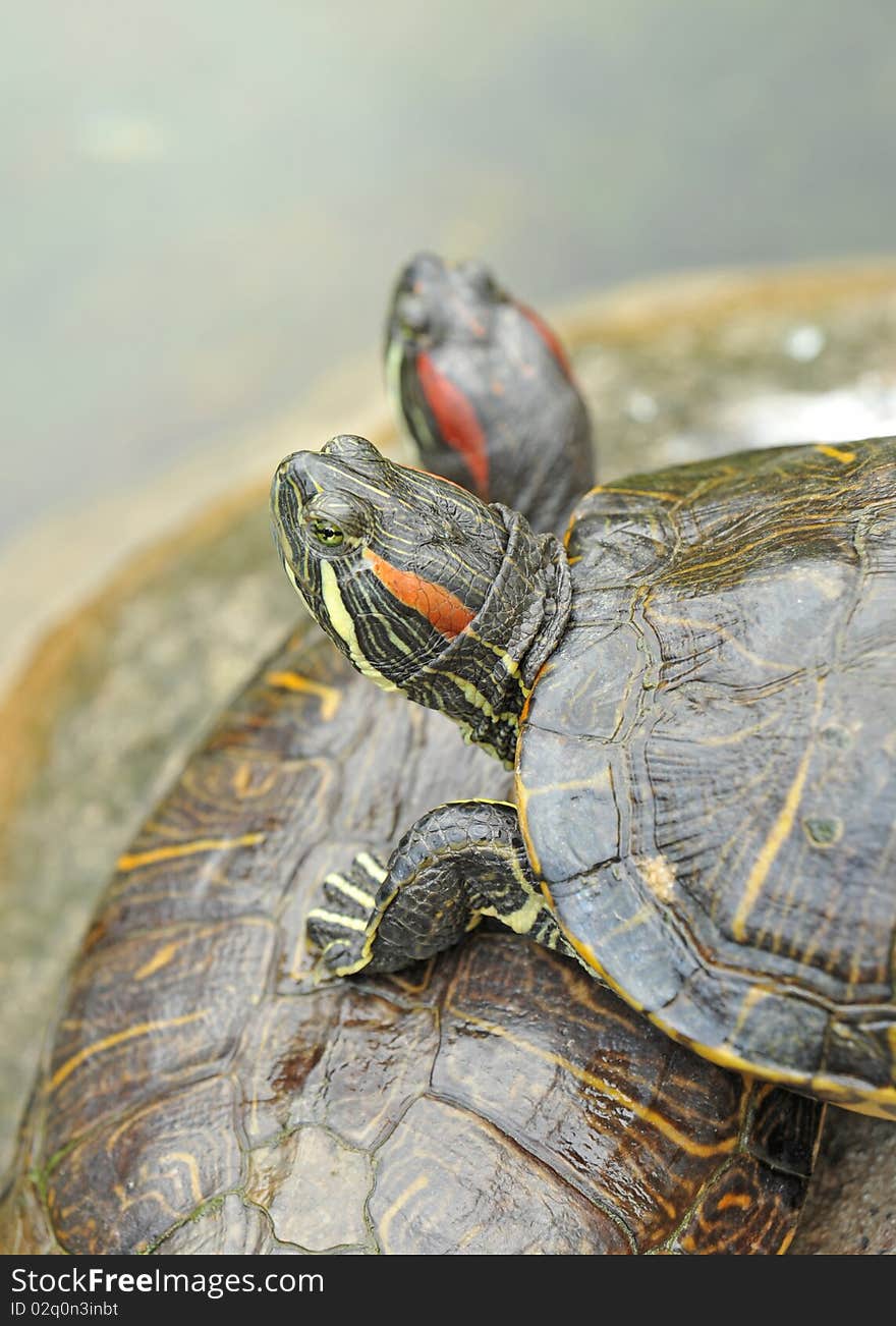 Pond terrapin close-up on a pond