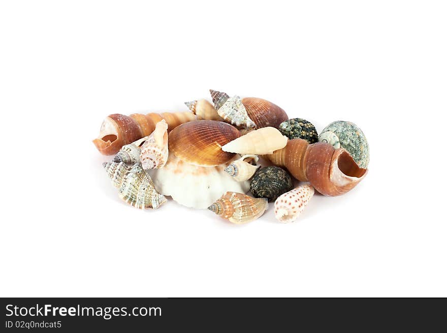 Heap of seashells isolated on a white background