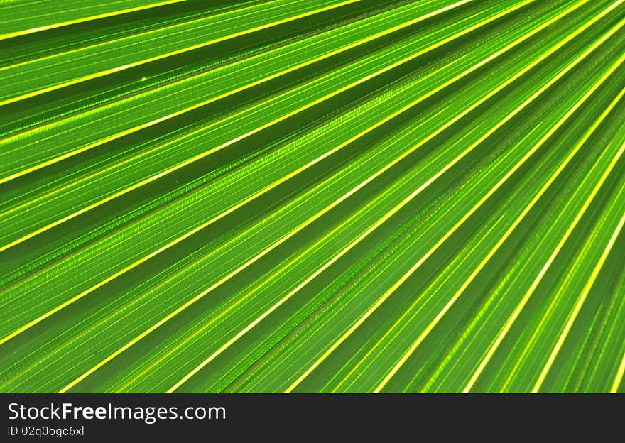 Palm leaf with a strong diagonal