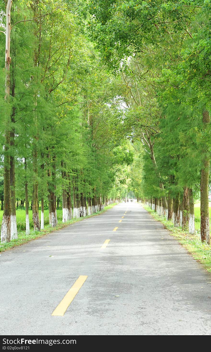 Road and trees