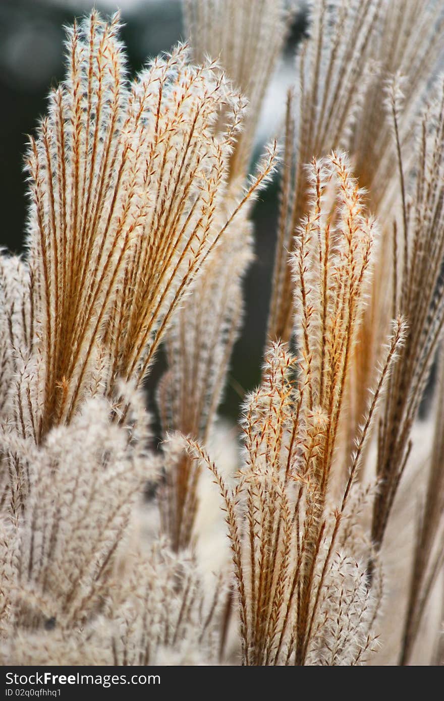 Pampas Grass