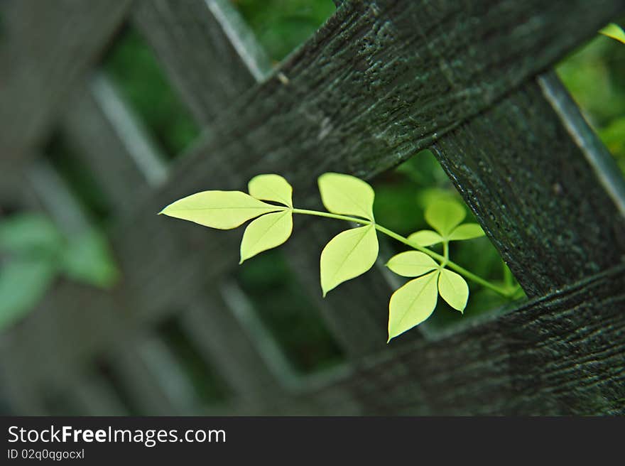 Close-up wooden fence and Leaf. Close-up wooden fence and Leaf