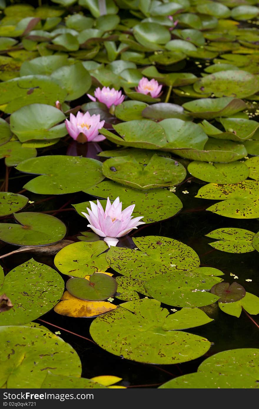 Close-up of a water liy in a botanical garden. Close-up of a water liy in a botanical garden.