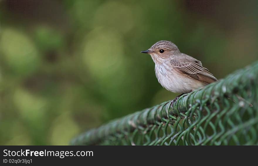 Spotted Flycatcher