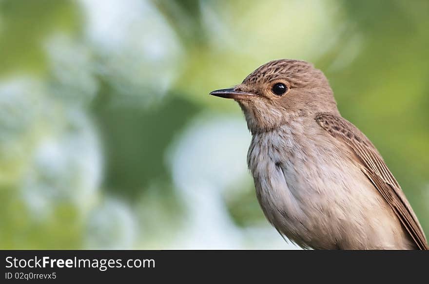 Spotted Flycatcher - a portrait