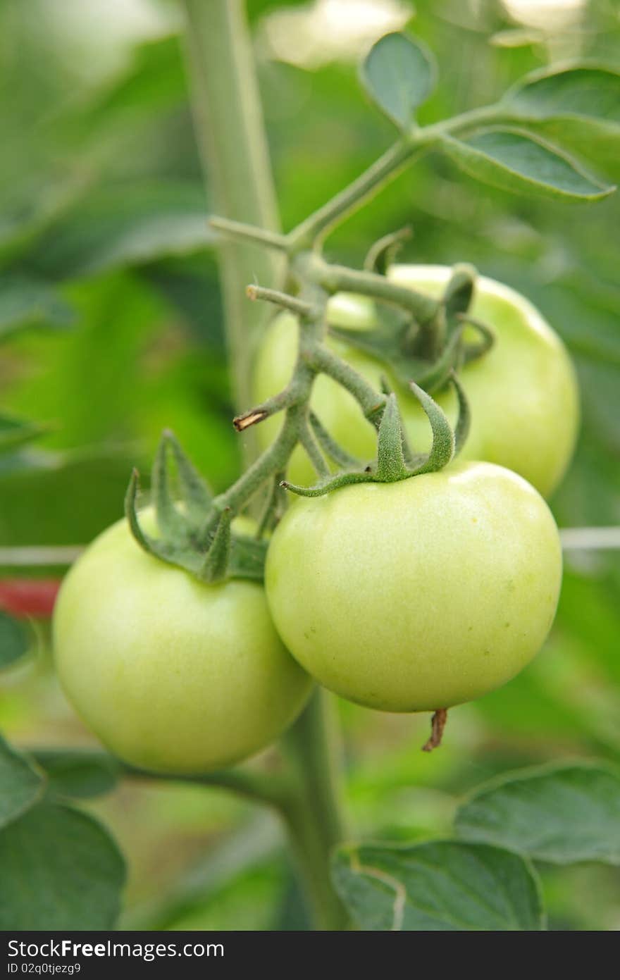 Tomato cultivation