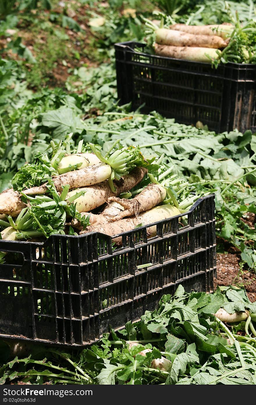 Harvest of Freshly Picked Vegetables