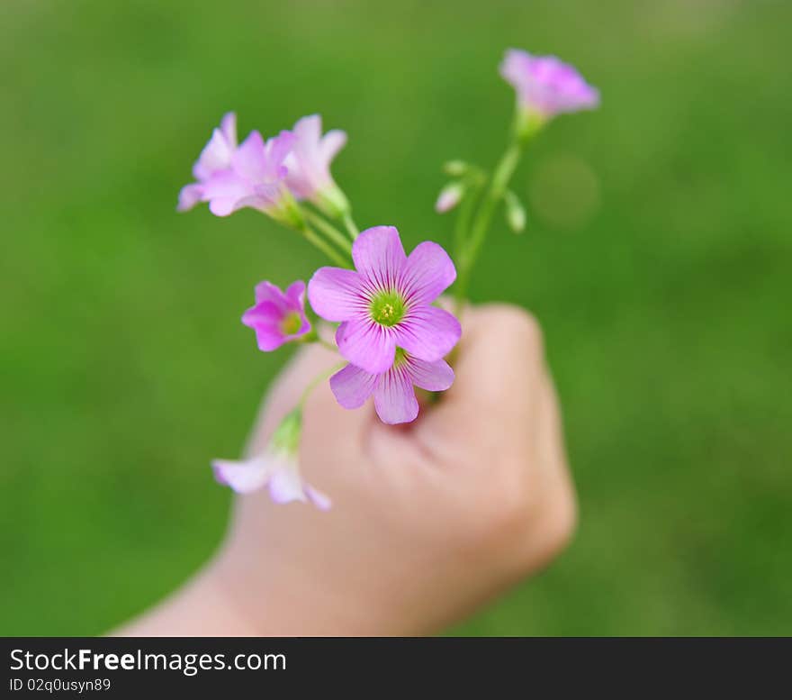 Little boy hand holding Wild flowers