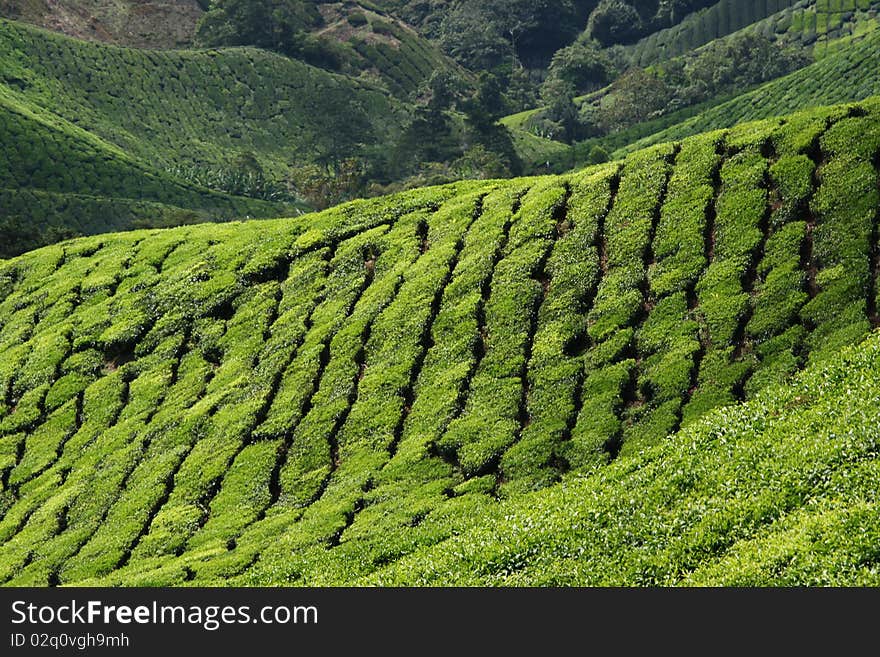 This is a tea plantation in Malaysia, Asia. Tea trees are planted in rows and they produce a lovely lush green on the mountain sides.