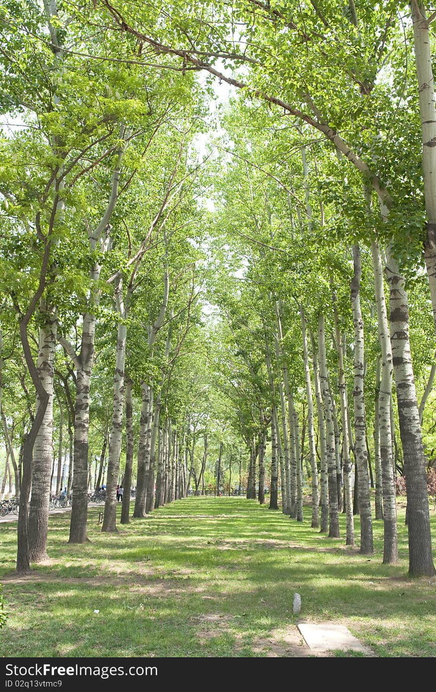 Nicely decorated rows of trees