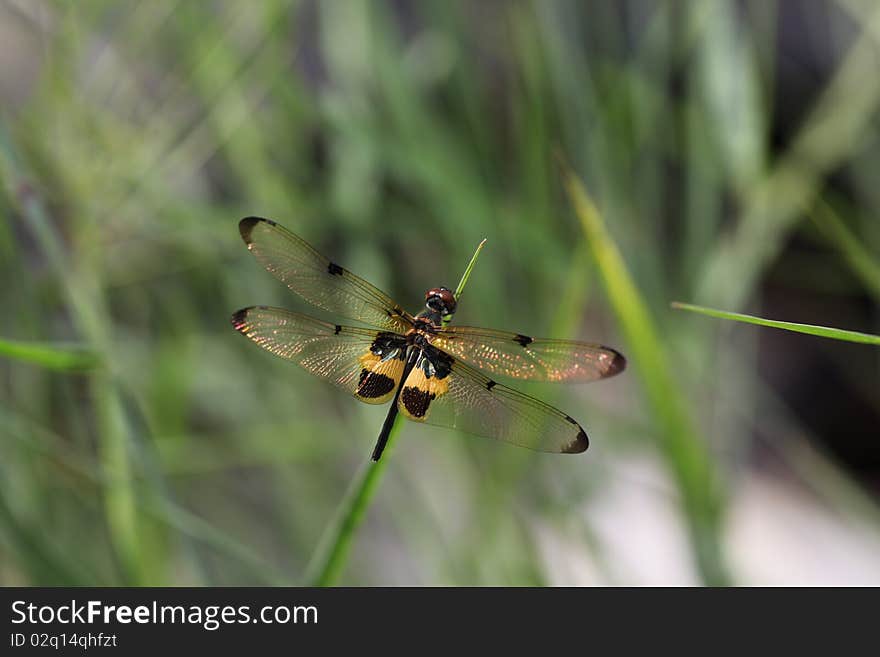 Dragonfly Island on top of grass.