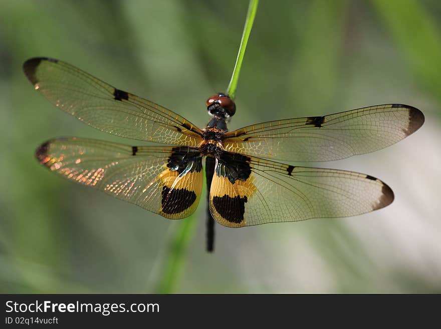 Dragonfly Island on top of grass.