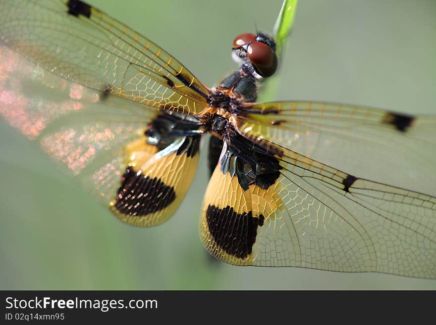 Dragonfly Island on top of grass.