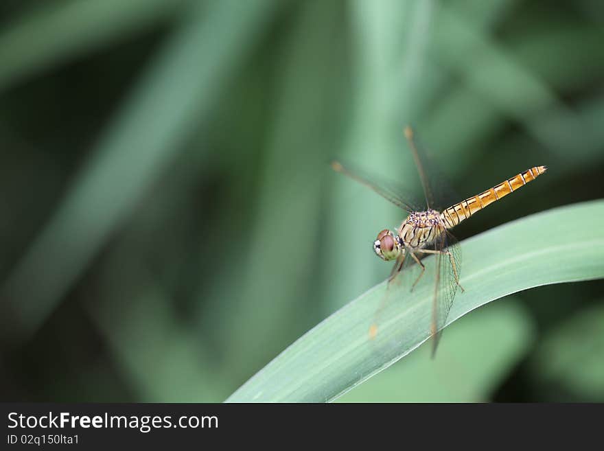 Dragonfly Island on top of grass.