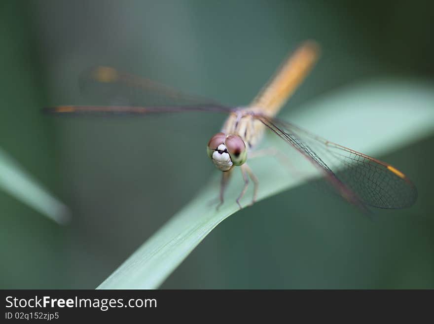 Dragonfly Island on top of grass.