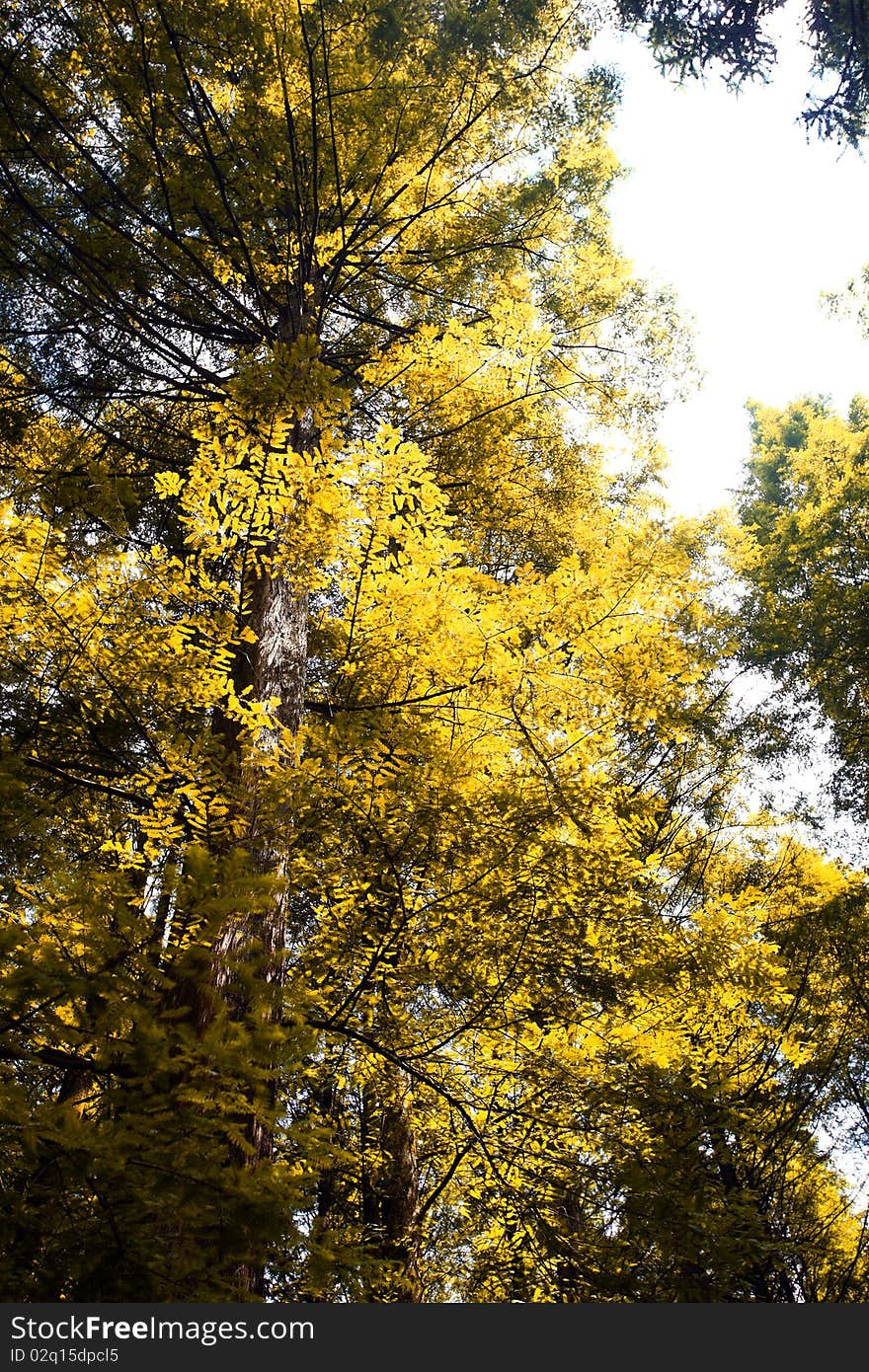 Metasequoia glyptostroboides