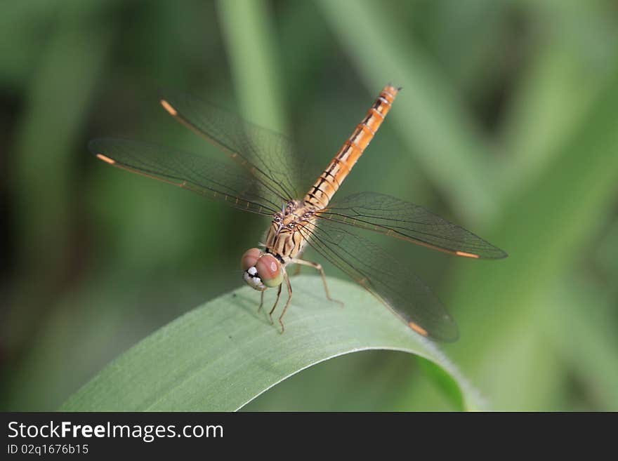 Dragonfly on green leaf.