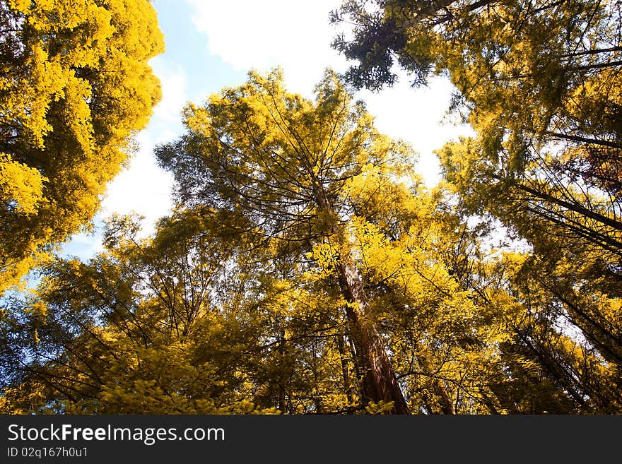 Metasequoia glyptostroboides