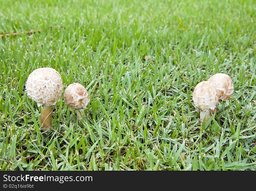 White fungi on the grassland