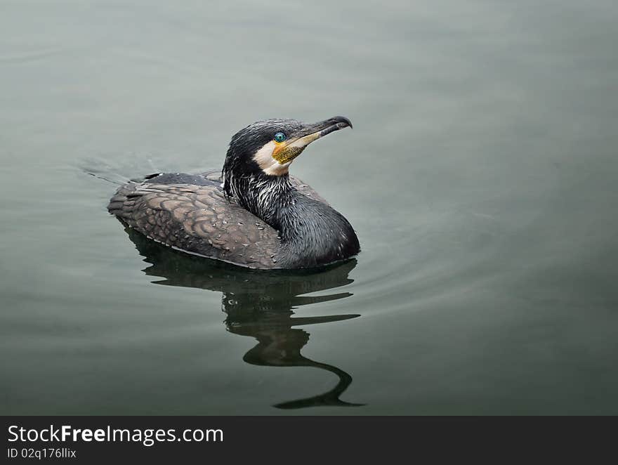 Guilin, Guangxi, Peoples Republic of China. Cormorants (Phalacrocoracidae) used by fisherman to catch riverine fish and bring them to boat without swallowing. Guilin, Guangxi, Peoples Republic of China. Cormorants (Phalacrocoracidae) used by fisherman to catch riverine fish and bring them to boat without swallowing.