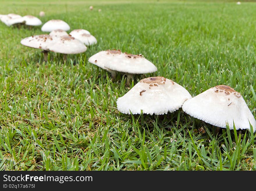 White Fungi On The Grassland