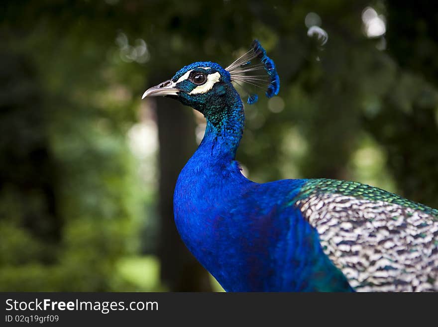 Blue peacock