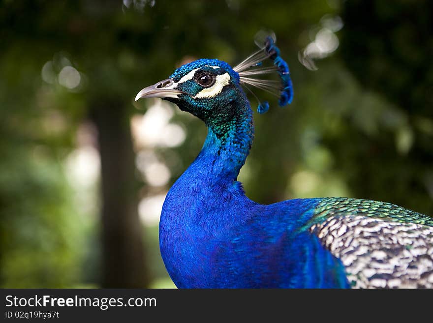 Blue peacock