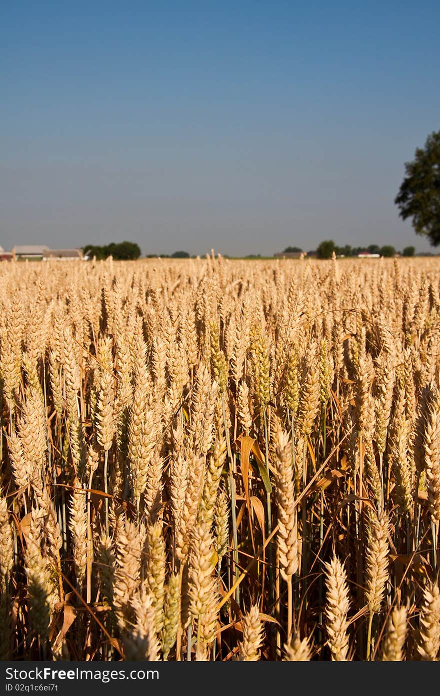 Golden wheat field and blue sky and trees and houses in the background