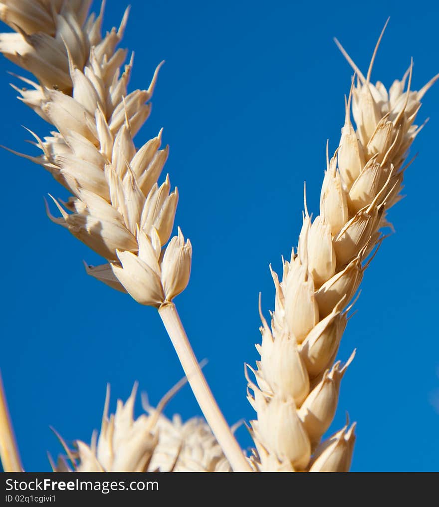 Golden wheat and blue sky.