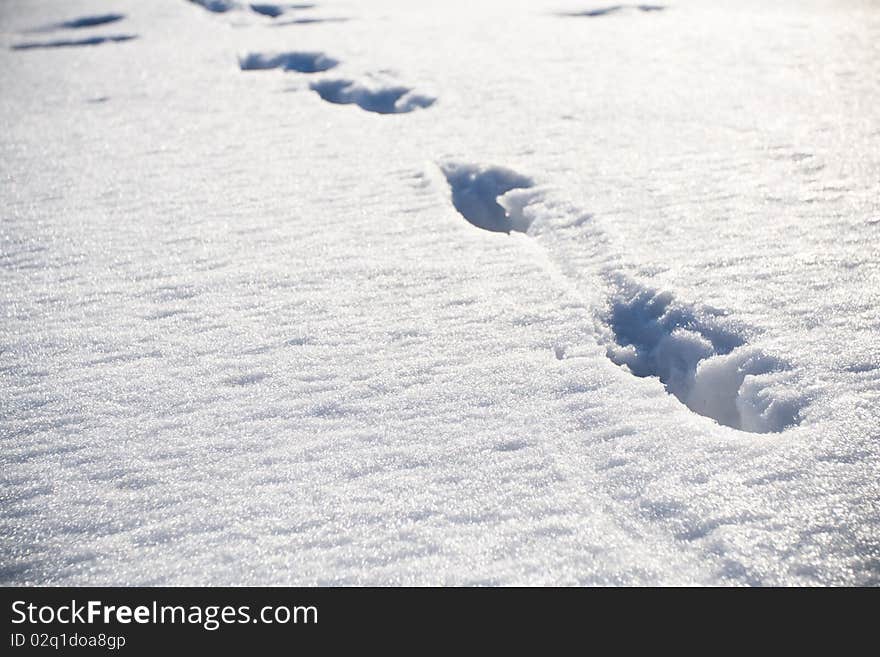 Animal footprints on snow at winter