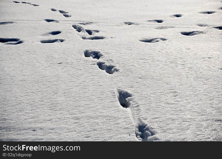 Animal footprints on snow