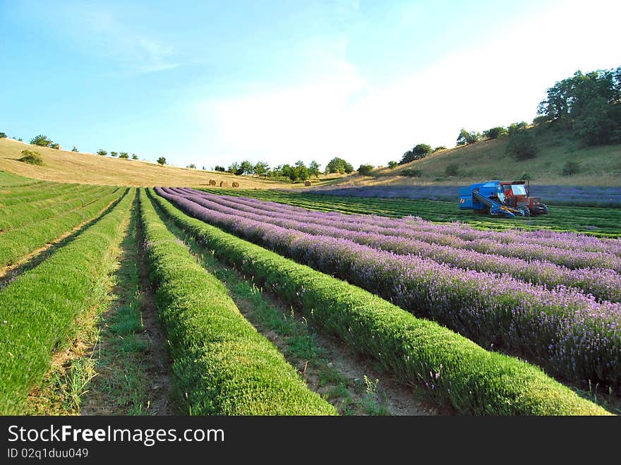 A tractor cutting lavender in a field near Bologna, Italy. A tractor cutting lavender in a field near Bologna, Italy.