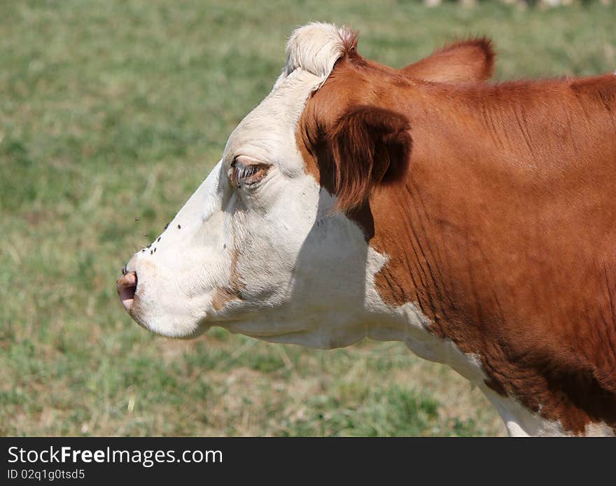 Side of the head of a brown and white cow. Side of the head of a brown and white cow