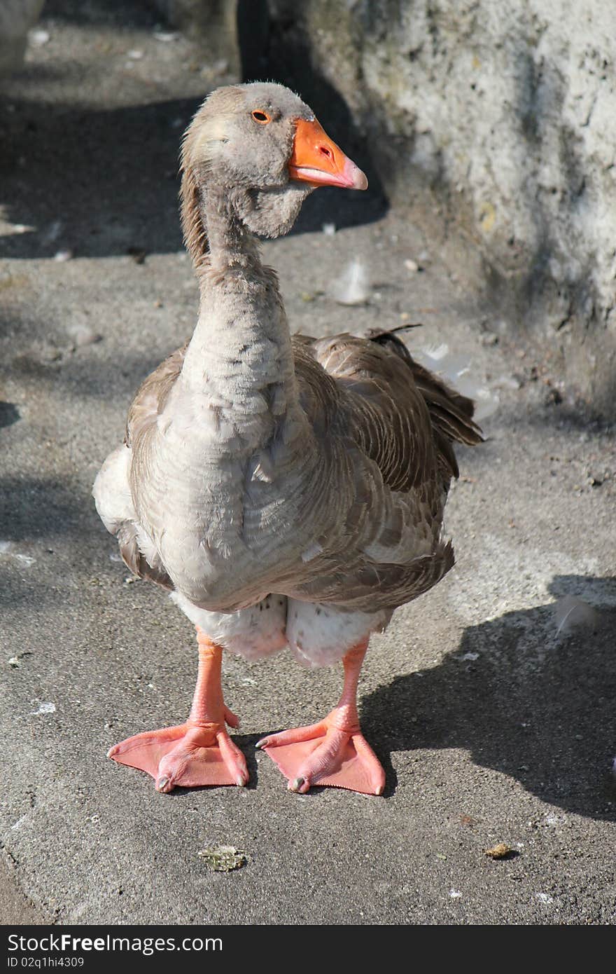 Brown goose standing on the floor and looking with its head aside. Brown goose standing on the floor and looking with its head aside