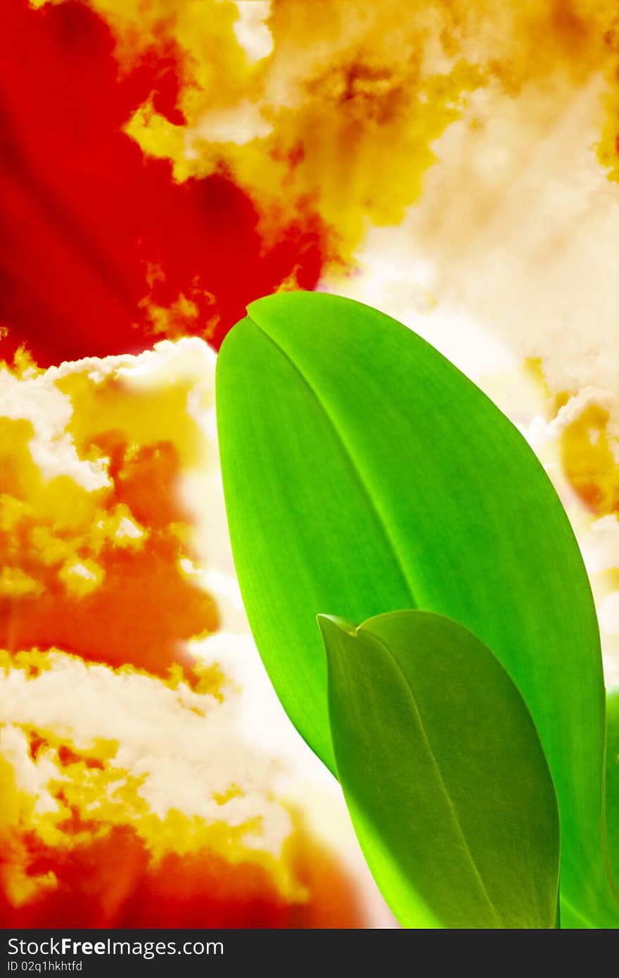 Bright green leaves in  colorful sky