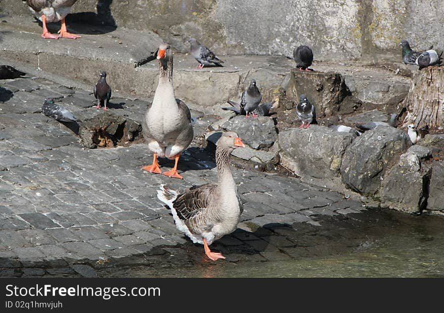 Several gooses and pigeons on grey stones near the Geneva lake, Switzerland. Several gooses and pigeons on grey stones near the Geneva lake, Switzerland