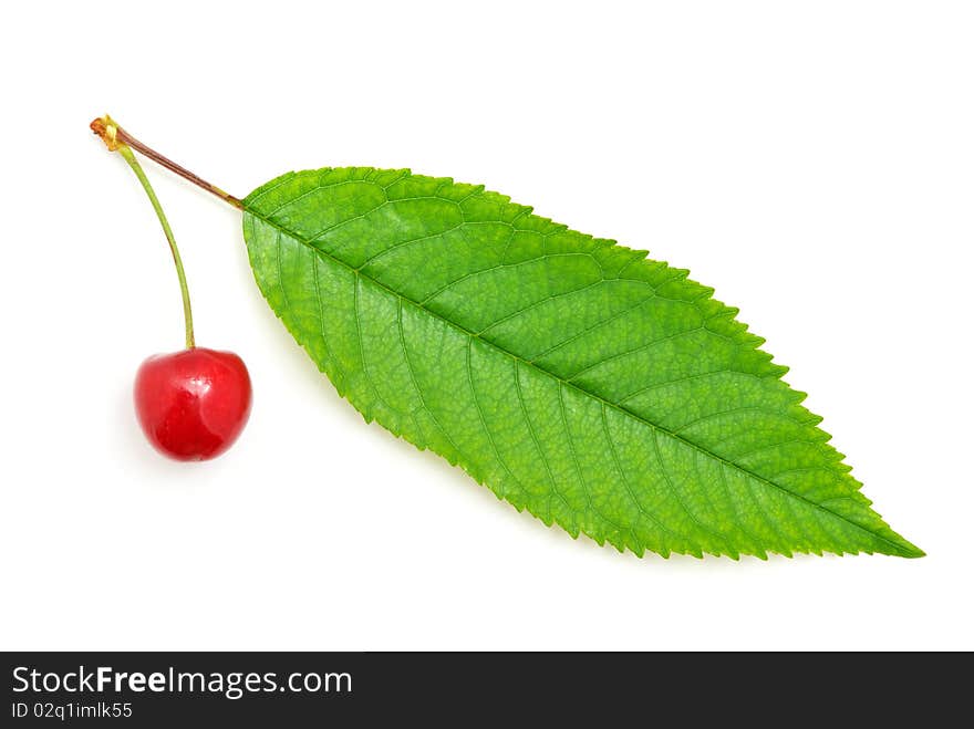 Isolated sweet cherries. Element of design.