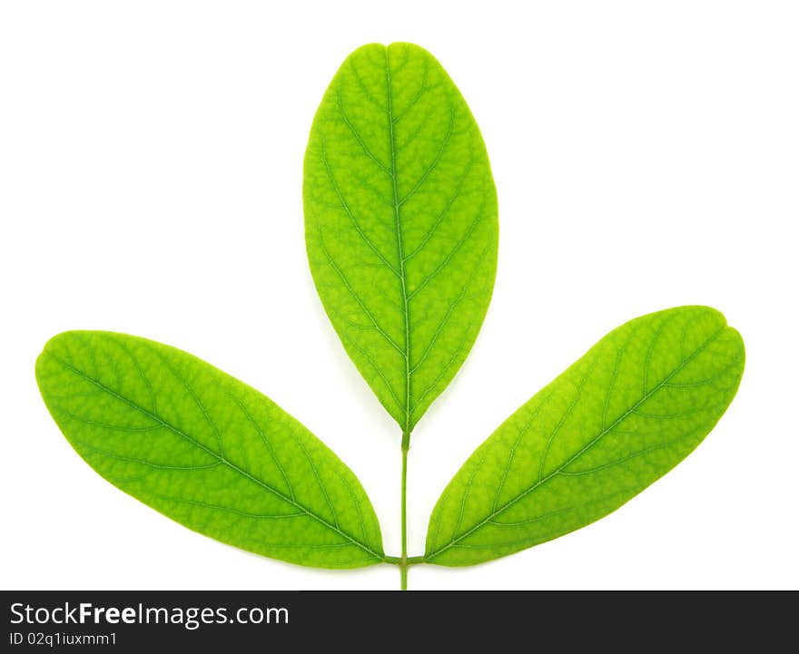 Isolated green leaf of tree. Element of design.