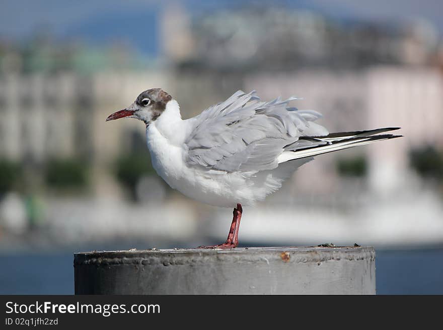 Seagull on a post